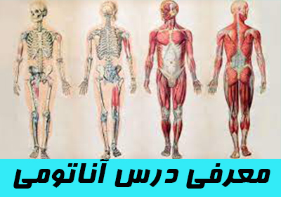 معرفی درس آناتومی